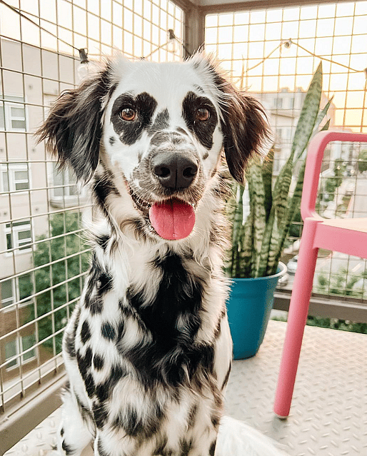 A long-haired dalmatians