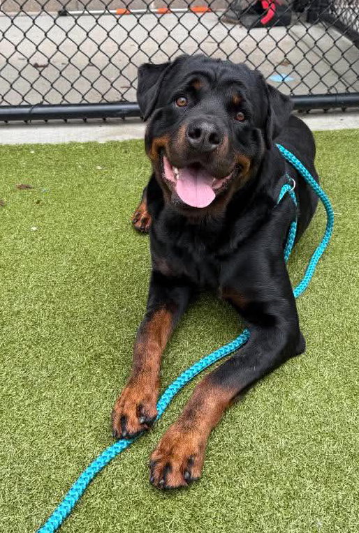 Orbit - Rottweiler