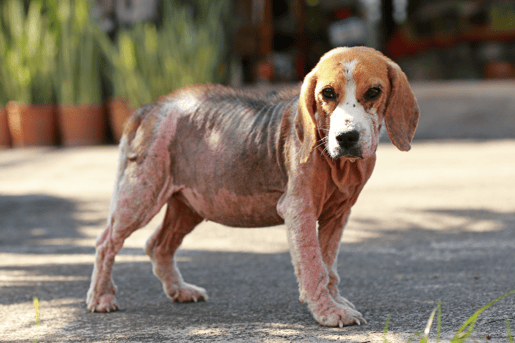 Dog Has Red, Itchy Skin & Bumps