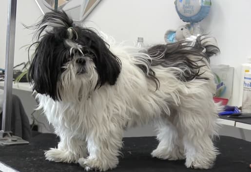 Shaved Shih Tzu