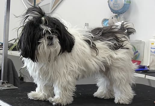 Shaved Shih Tzu