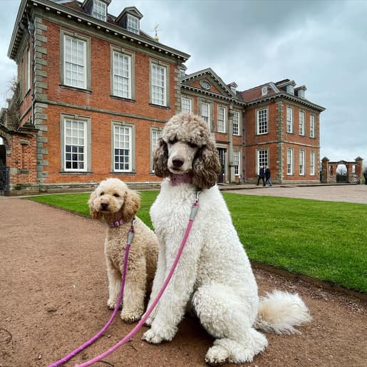 Jennie the Parti Poodle