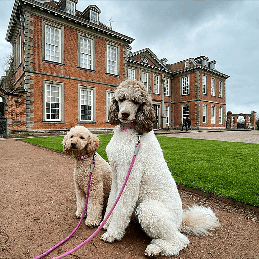 Jennie the Parti Poodle