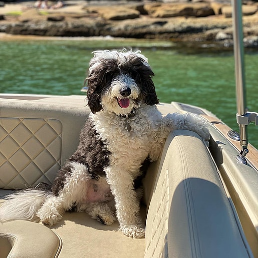 Benji Douglas the Bordoodle