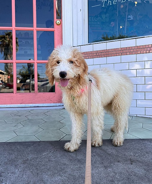 Boogie Rue Raya the Parti Goldendoodle