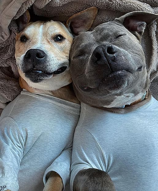 Desmond & Luna Two Pit Bulls Saved Each Other