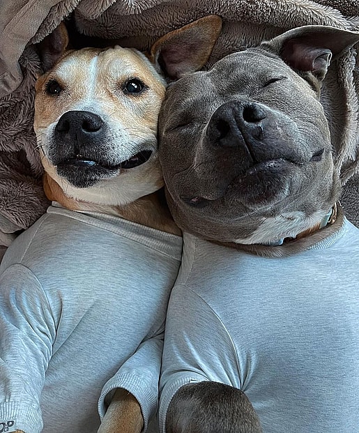 Desmond & Luna Two Pit Bulls Saved Each Other
