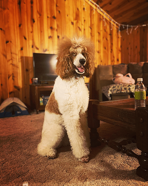 Ellie the Parti Poodle