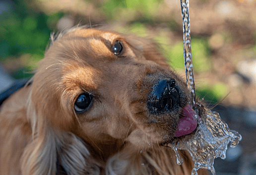 Do Cocker Spaniels Shed