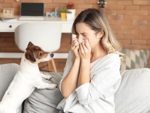What Dog Breeds are the Least Hypoallergenic?