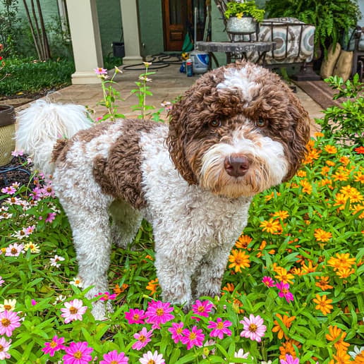 Tully Douglas the Bordoodle