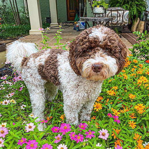 Tully Douglas the Bordoodle