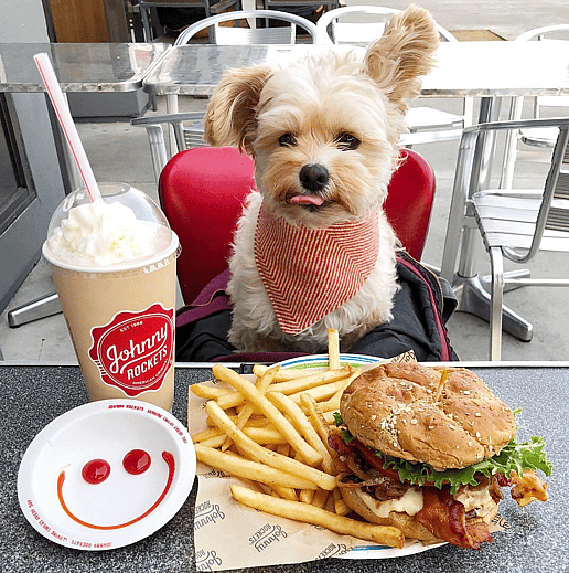 a pup at johnny Rockets 