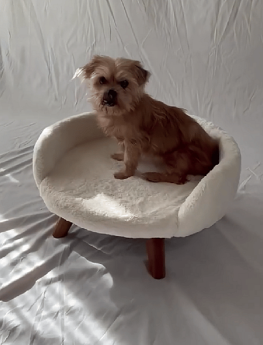 Abandoned Senior Dog’s photoshoot