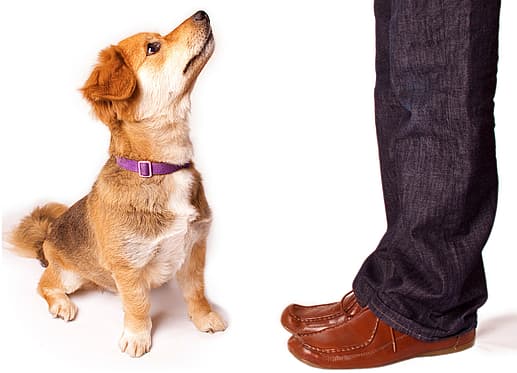 How Long Can Dogs Hold Their Pee?
