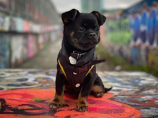 Pekingese Chihuahua Mix