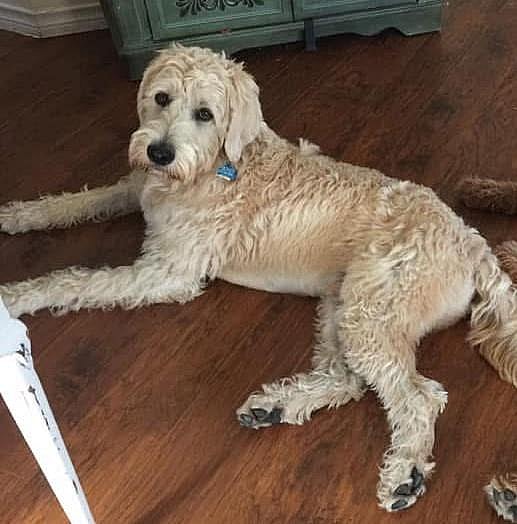 Ralphie - Labrador Retriever