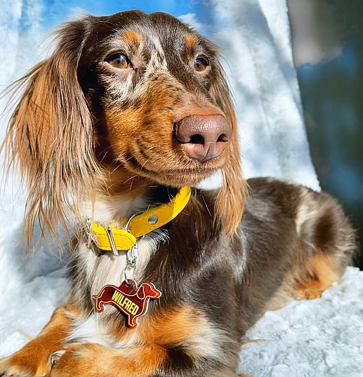 Long Hair Dapple Dachshund