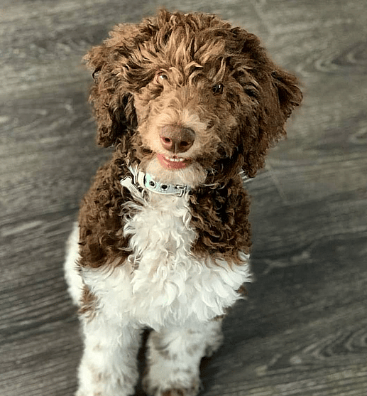 Whiskey the Parti Goldendoodle