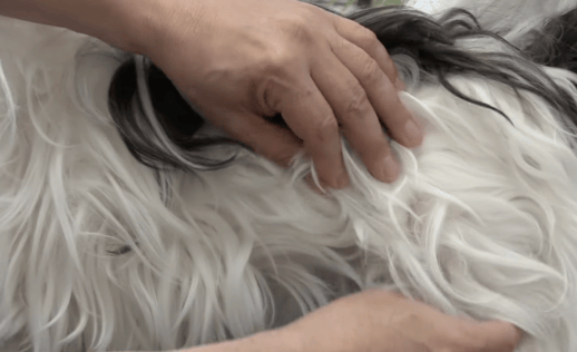 Shaved Shih Tzu