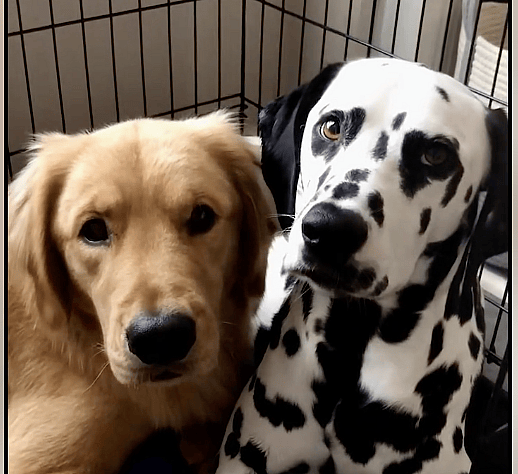 Dog rescue story: Golden Retriever Snubs New Puppy Sibling, but Undeterred Parents Knew Just What To Do