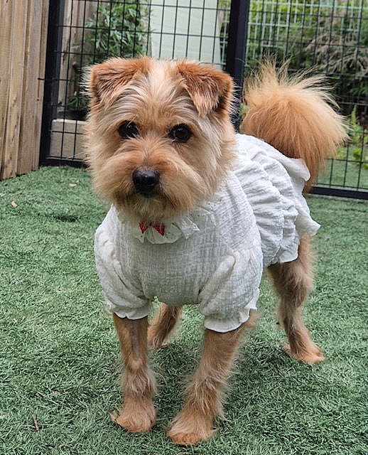 CHAEAH - Cairn Terrier