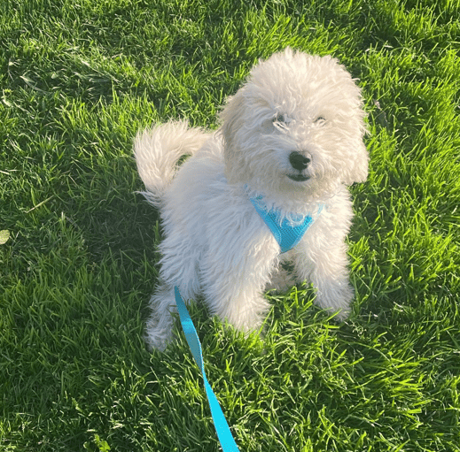 A micro goldendoodle