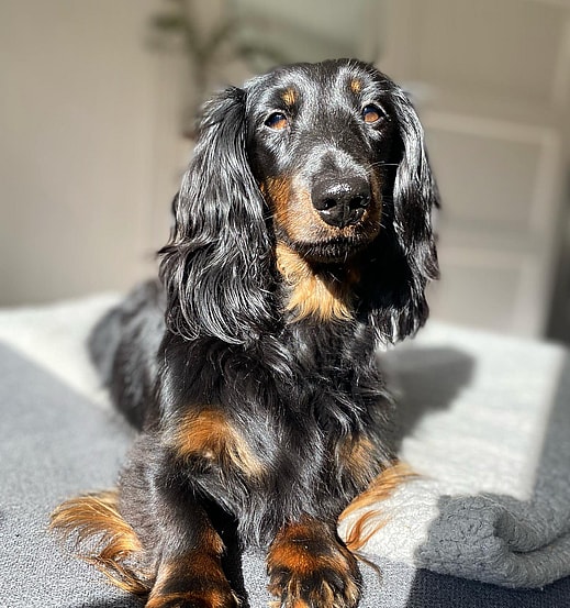Fleurtje the Long-Haired Dachshund