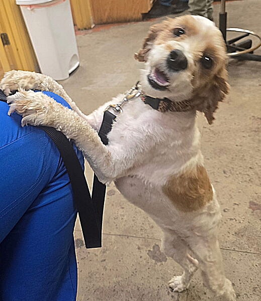 Dovey *adoption pending - Cocker Spaniel