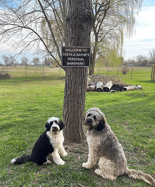 Rayne The Saint Berdoodle