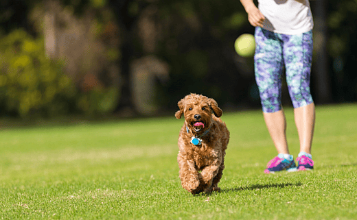 Mini Goldendoodle playing