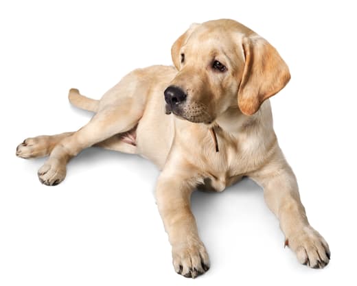 Are Labrador Retrievers Hypoallergenic?