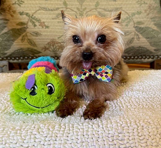 A Beauregard (Beau) - Yorkshire Terrier Yorkie