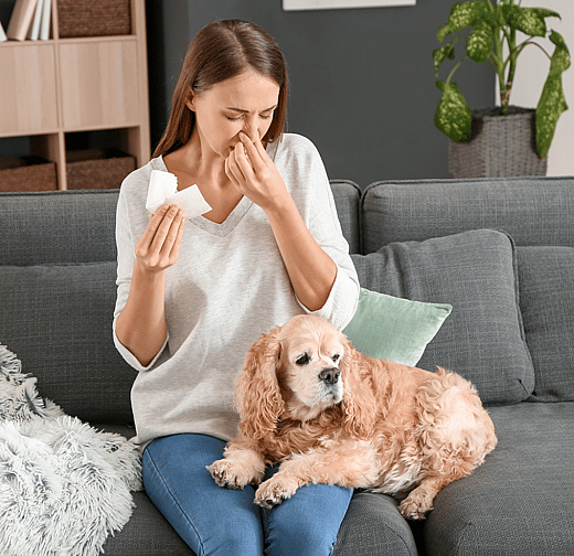 Are Shih Tzu Hypoallergenic