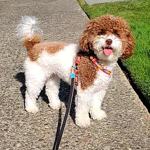 Mocha the Parti Poodle