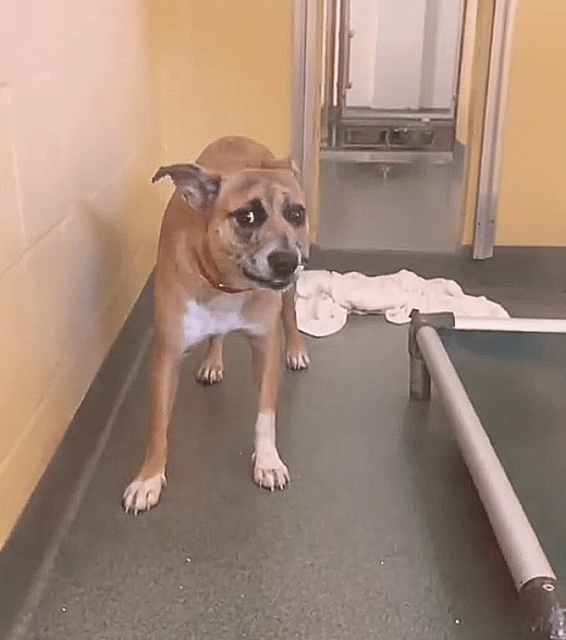 Sweetest Dog Ever Devastated After Being Returned to Shelter for Having ‘Puppy Energy’  