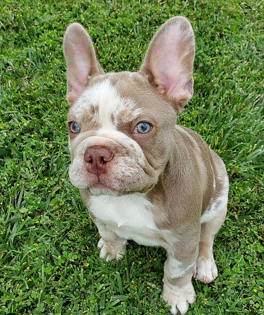 Tyson The Isabella French Bulldog