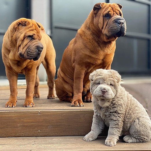 Shar Pei Coat Colors