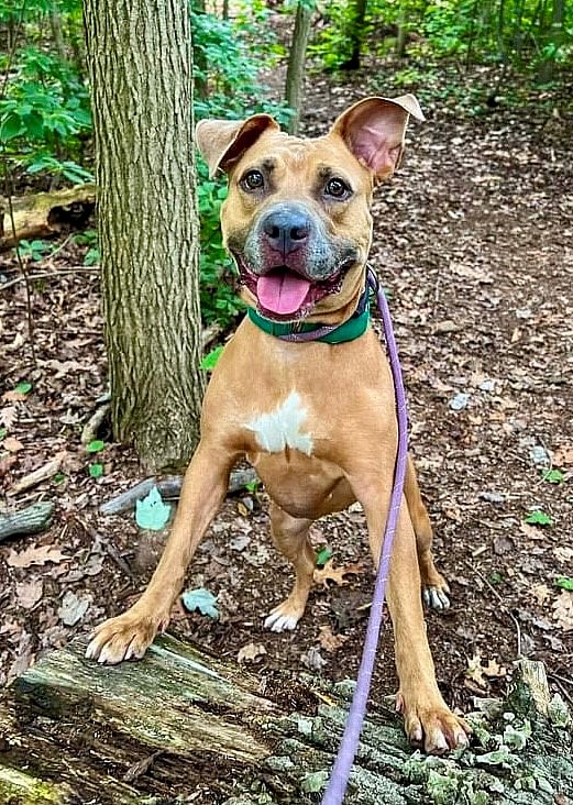 Brooklyn up for Adoption