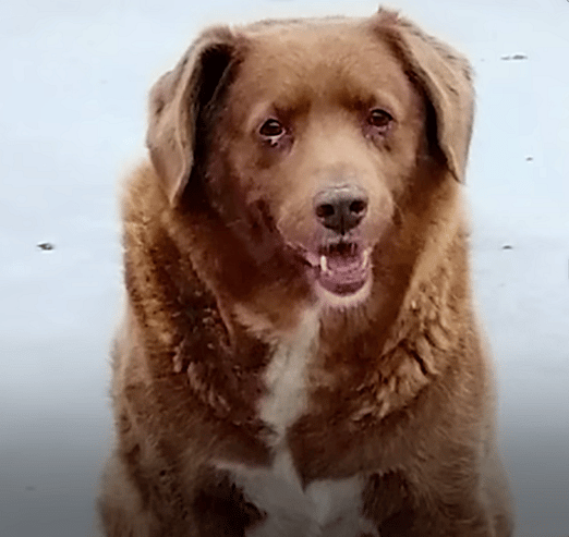 Oldest Dog in History
