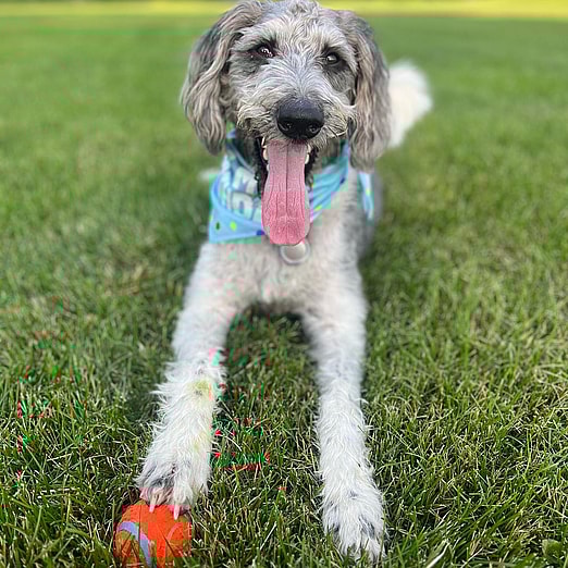 Finn Douglas the Bordoodle