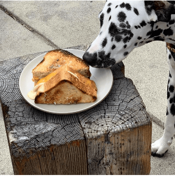 Dog-Friendly Restaurants: San Francisco