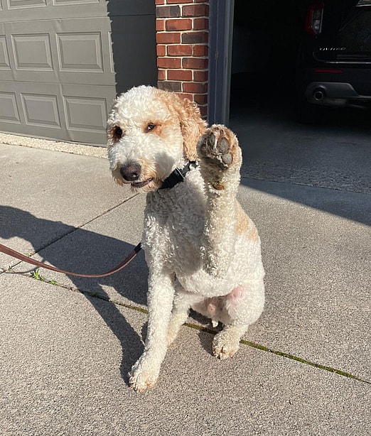 Bentley the Parti Goldendoodle