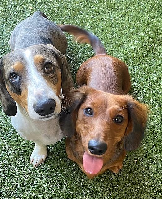 Ava -  Bonded With Opie  -  So Ca