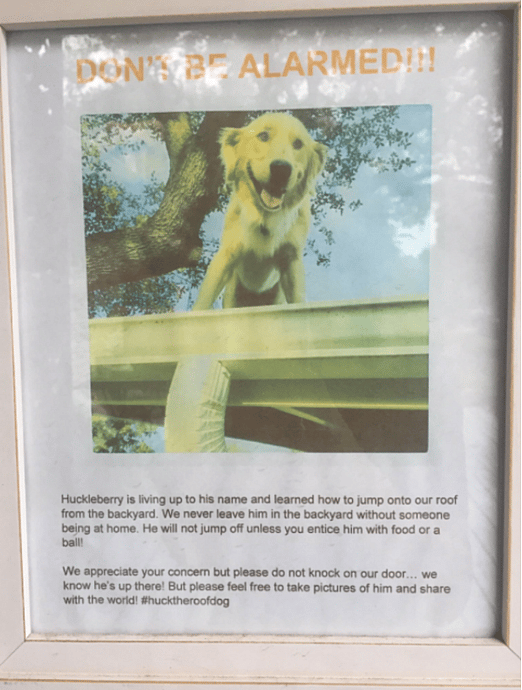 Alarm notice about Huckleberry the roof-jumping dog that what he does is normal!