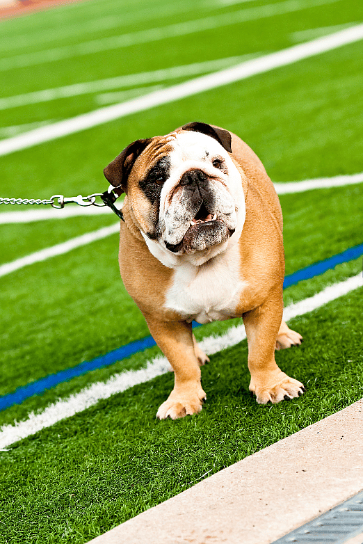Football Inspired Dog Names