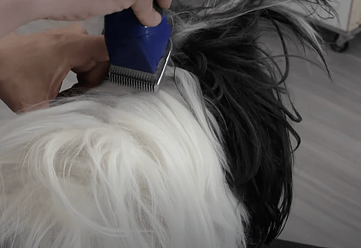 Shaved Shih Tzu