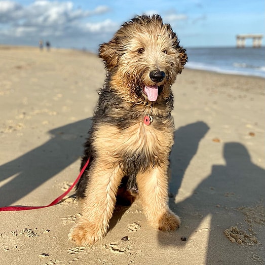 Dillon - The Shepadoodle!