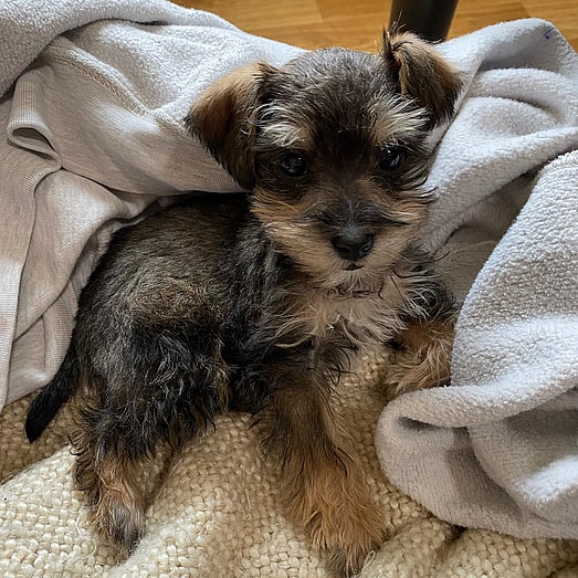 Snooki the Mini Schnoodle