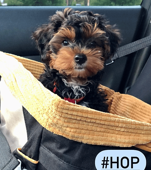 Hop The Yorkipoo